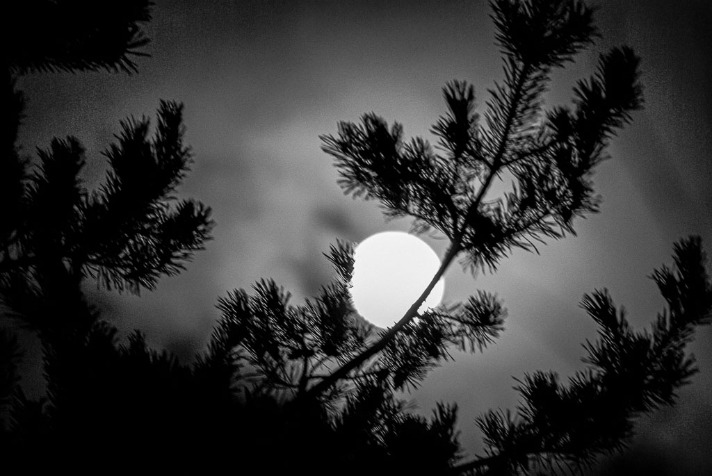 Pentax K10D / 21 Pentax K10D   21