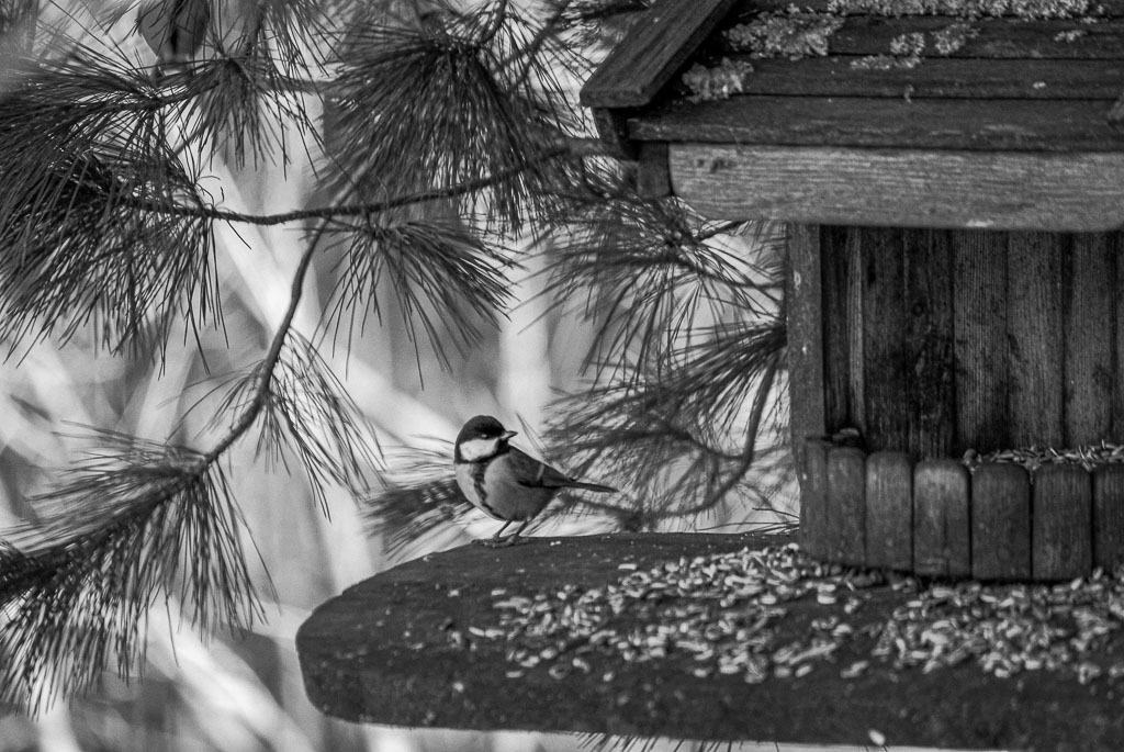 Pentax K10D / 27 Pentax K10D   27