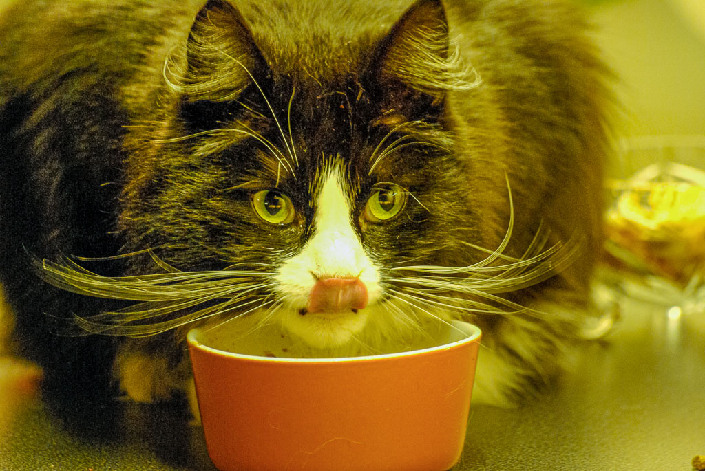 Pentax K10D / 8 Pentax K10D   8