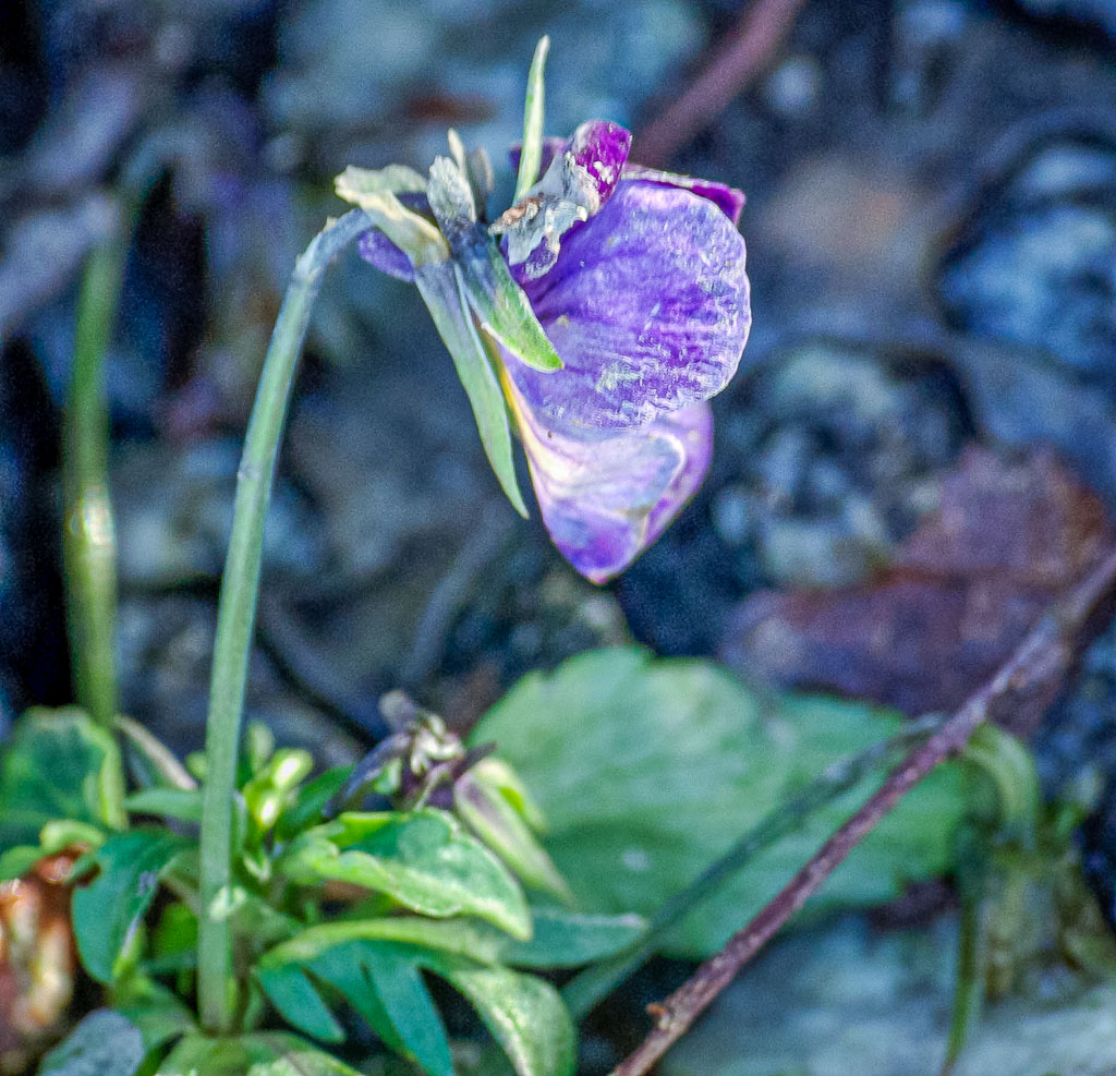 Pentax K10D / 24 Pentax K10D   24