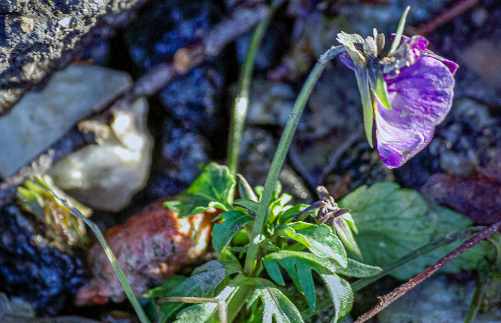 Pentax K10D / 24 Pentax K10D   24