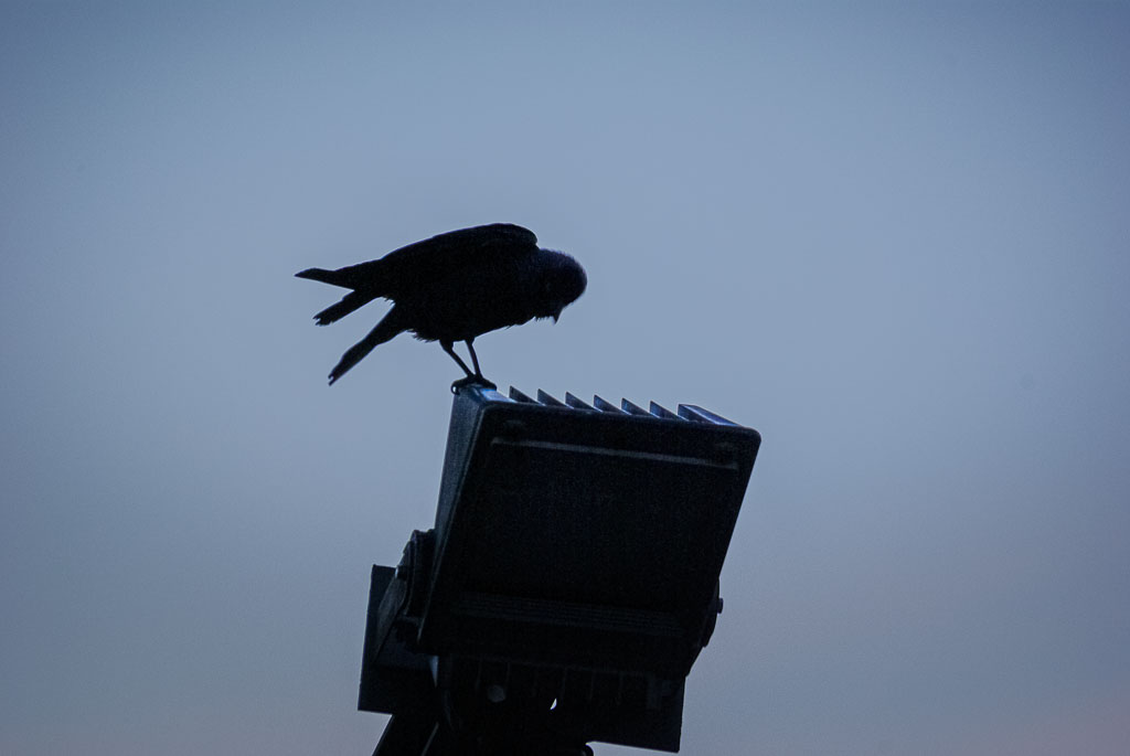 Pentax K10D / 17 Pentax K10D   17