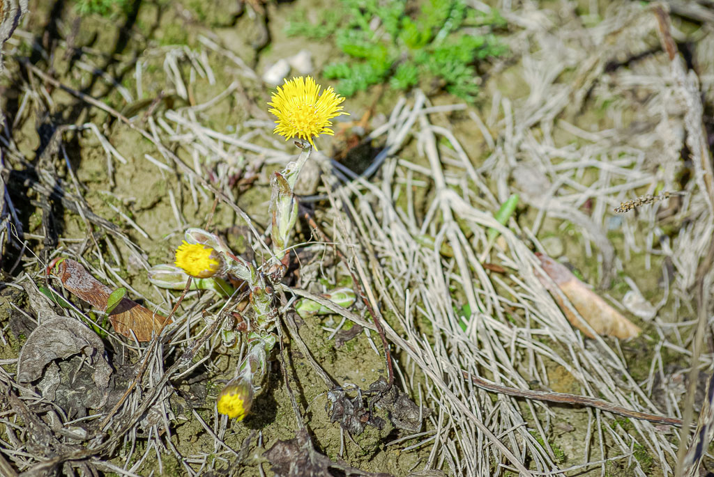 Pentax K10D / 19 Pentax K10D   19