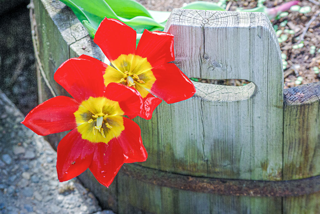 Pentax K10D / 19 Pentax K10D   19