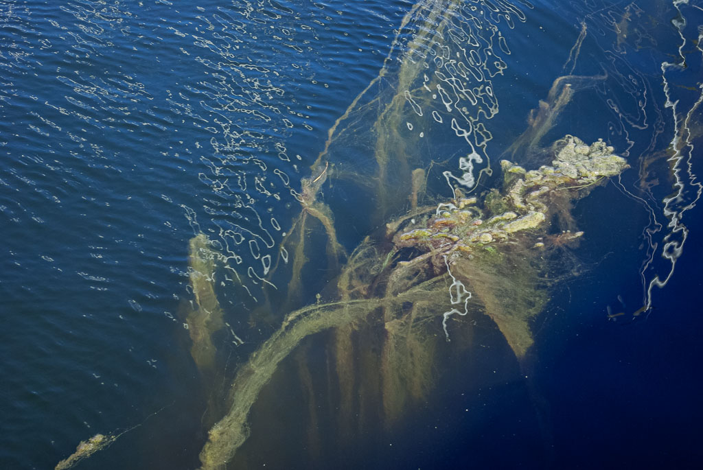 Pentax K10D / 10 Pentax K10D   10