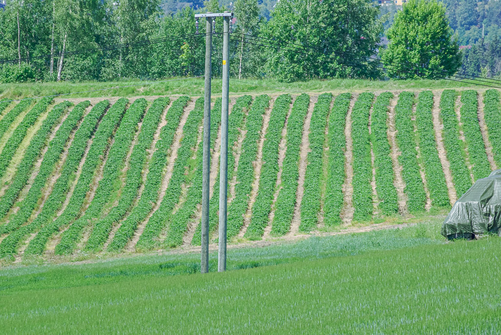 Juni 2008