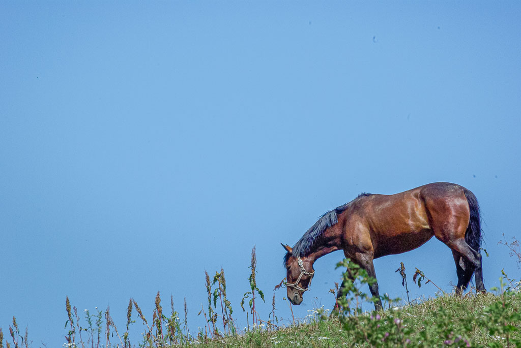 Pentax K10D / 29 Pentax K10D   29