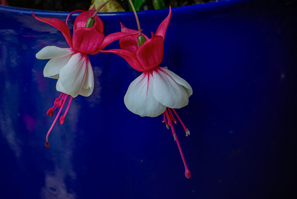 Pentax K10D / 29 Pentax K10D   29