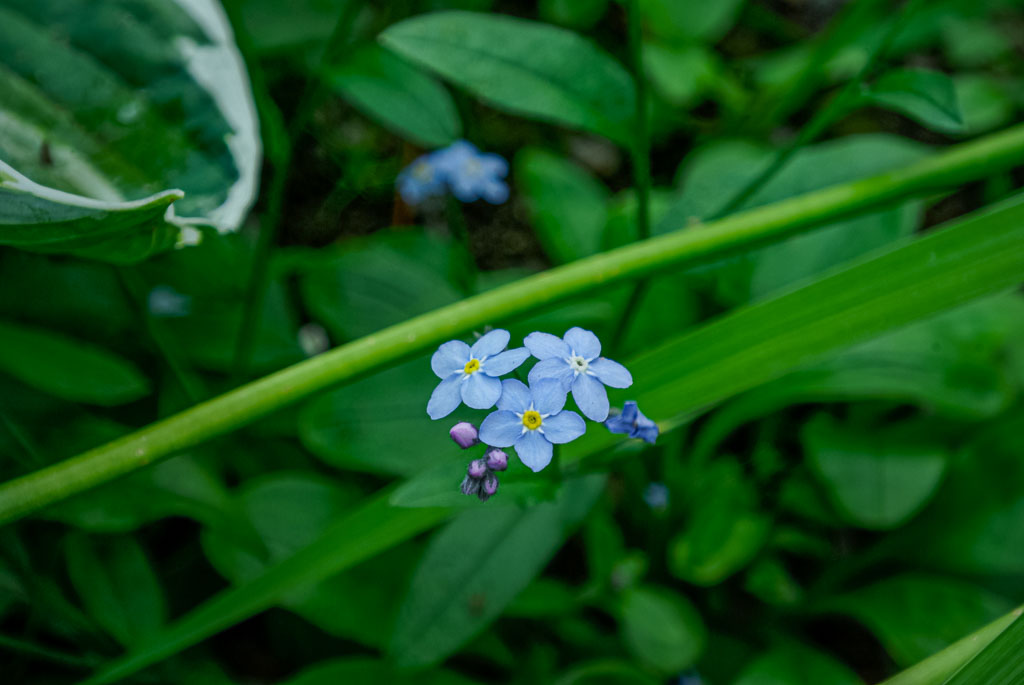 Pentax K10D / 29 Pentax K10D   29