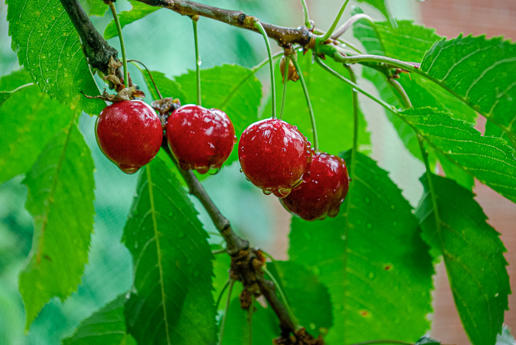 Pentax K10D / 20 Pentax K10D   20