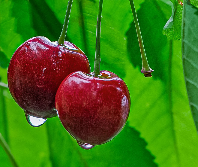 Pentax K10D / 20 Pentax K10D   20