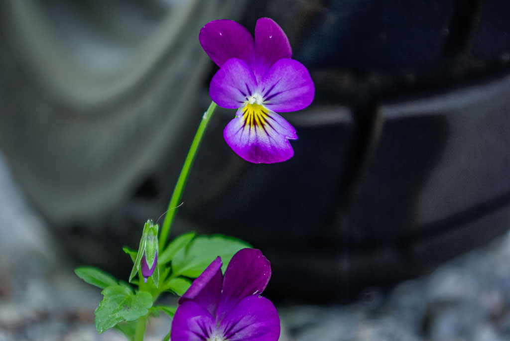 Pentax K10D / 23 Pentax K10D   23