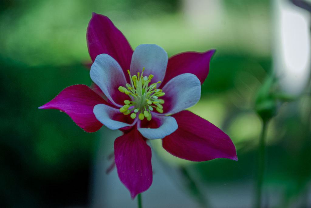 Pentax K10D / 23 Pentax K10D   23