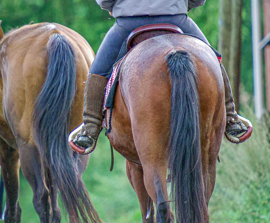 Pentax K10D / 20 Pentax K10D   20