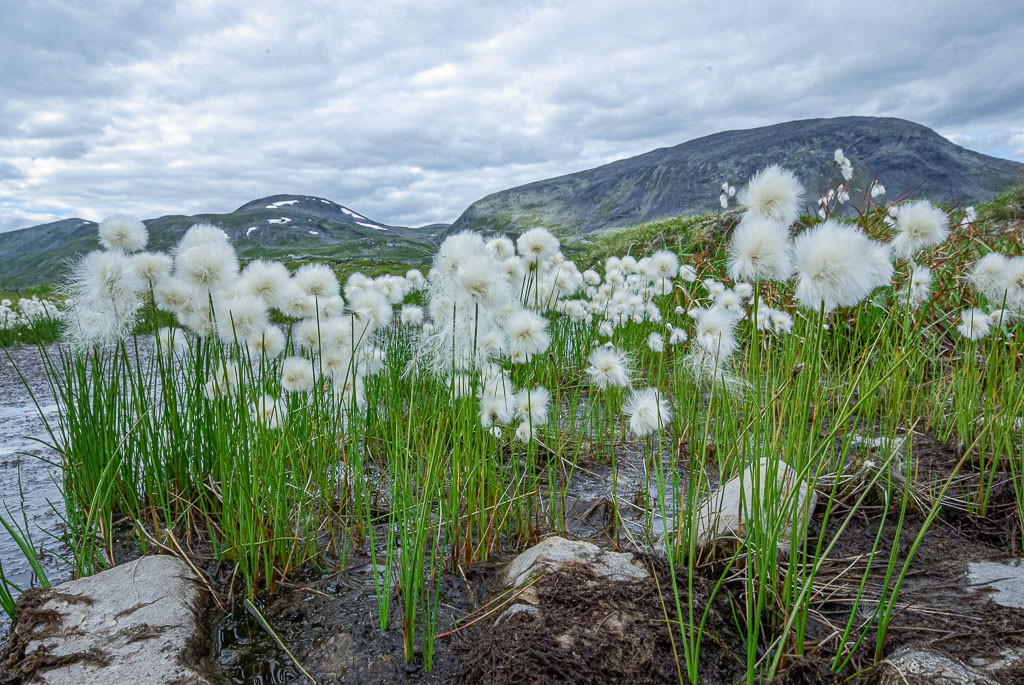 Pentax K10D / 5 Pentax K10D   5