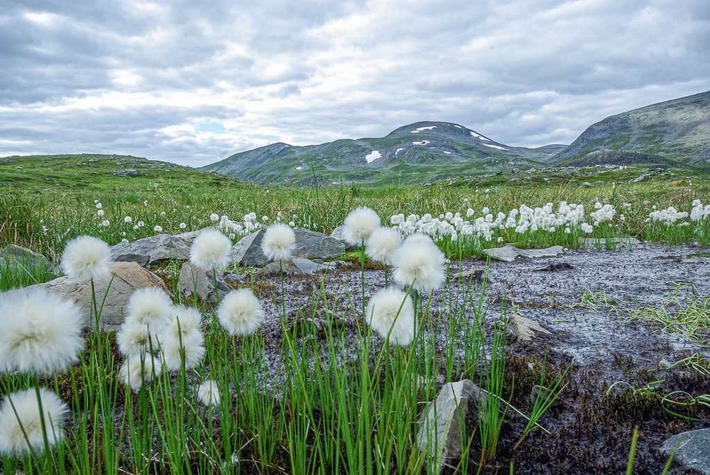 Pentax K10D / 5 Pentax K10D   5