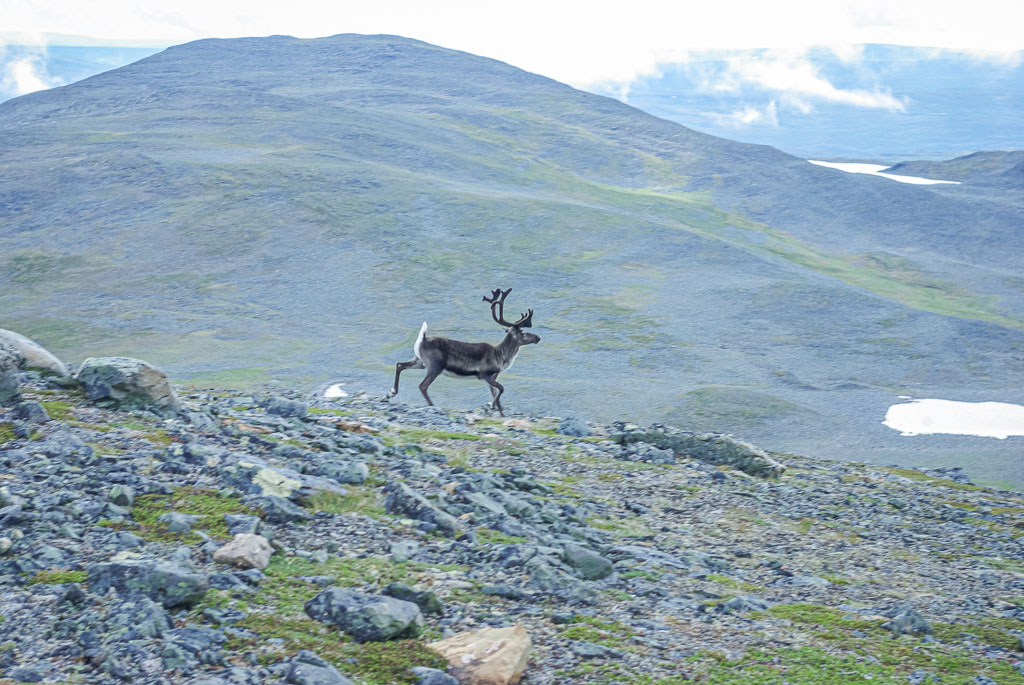 Pentax K10D / 6 Pentax K10D   6