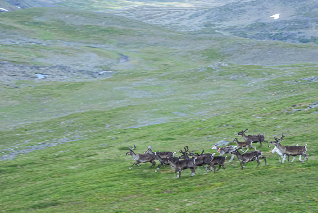 Pentax K10D / 6 Pentax K10D   6