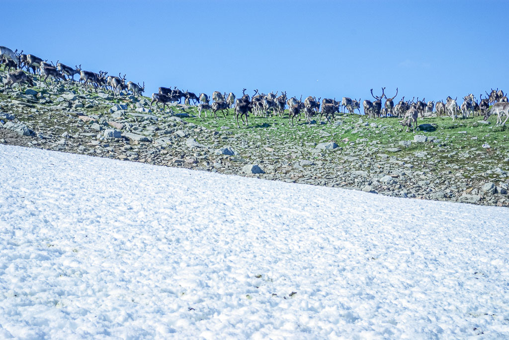 Pentax K10D / 6 Pentax K10D   6