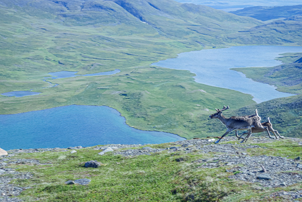 Pentax K10D / 6 Pentax K10D   6