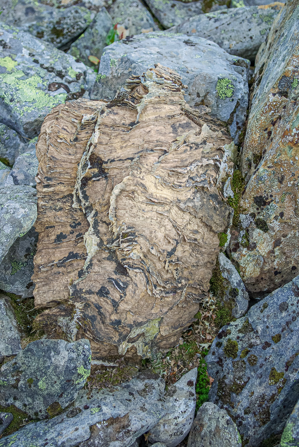 Pentax K10D / 6 Pentax K10D   6