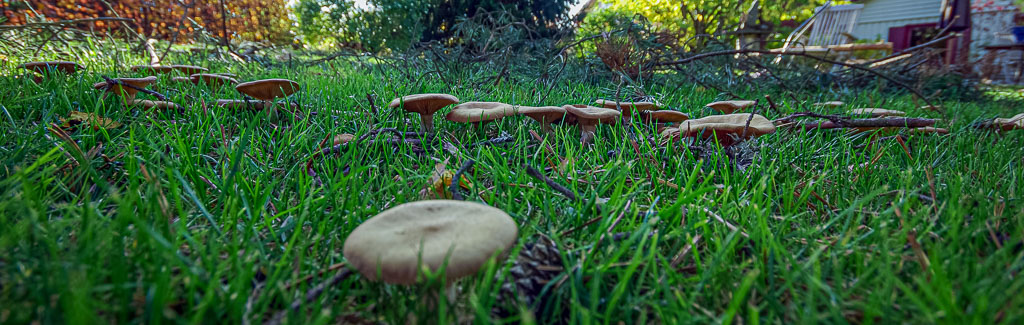 Pentax K10D / 11 Pentax K10D   11