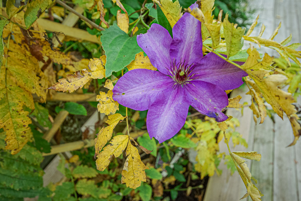 Pentax K10D / 12 Pentax K10D   12