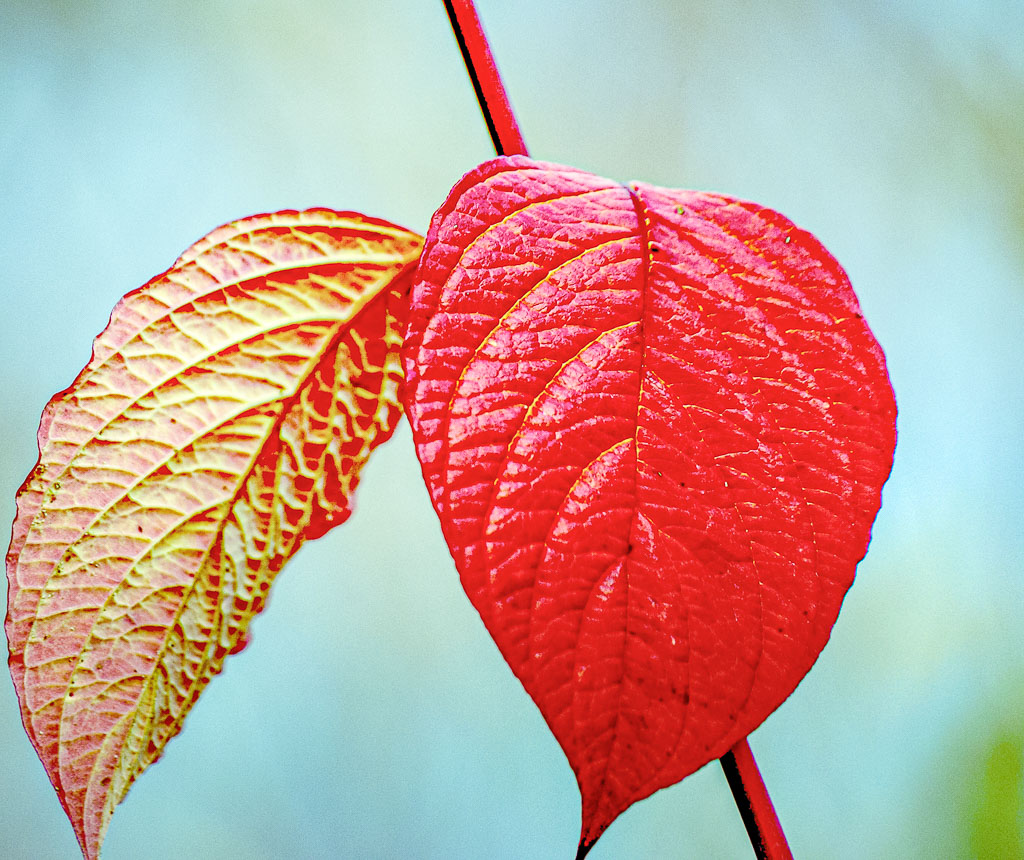 Pentax K10D / 12 Pentax K10D   12