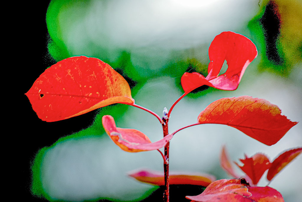 Pentax K10D / 12 Pentax K10D   12