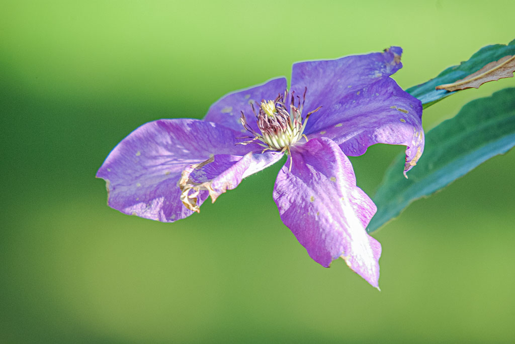 Pentax K10D / 19 Pentax K10D   19