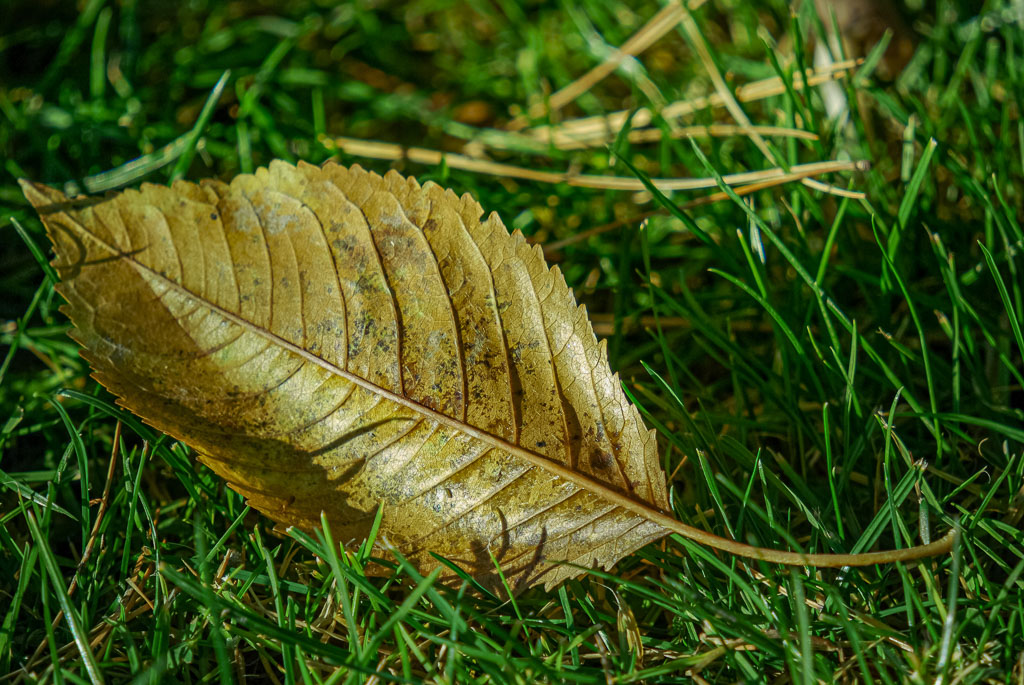 Pentax K10D / 19 Pentax K10D   19