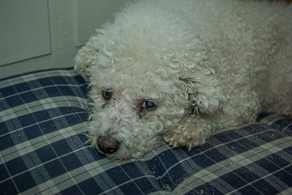 Pentax K10D / 16 Pentax K10D   16