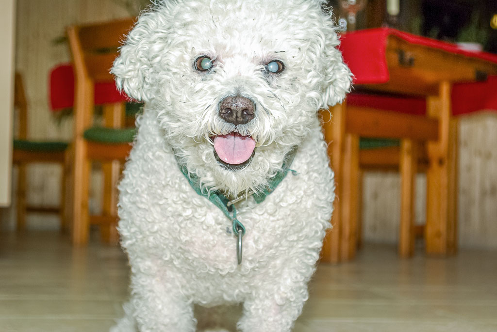 Pentax K10D / 21 Pentax K10D   21