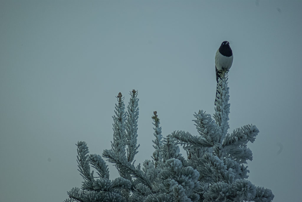 Pentax K10D / 28 Pentax K10D   28