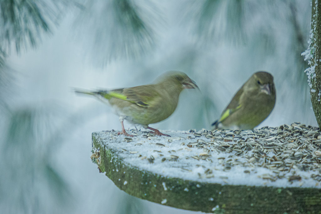 Pentax K10D / 29 Pentax K10D   29