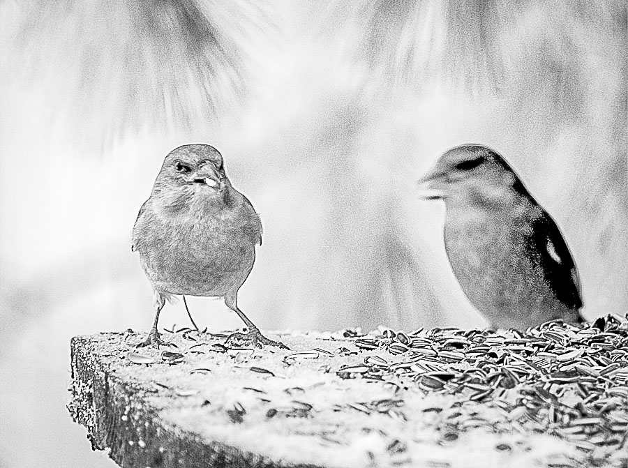 Pentax K10D / 29 Pentax K10D   29