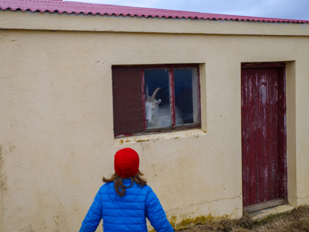 Pentax K-1 / 29 Pentax K-1   29
