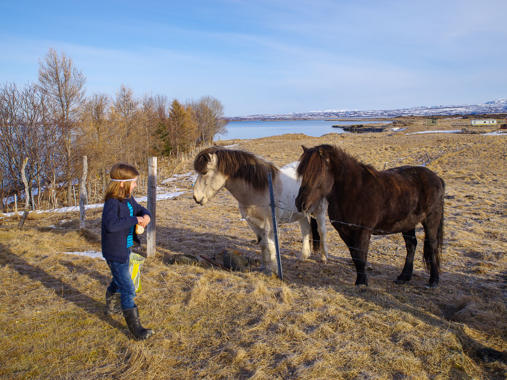 Pentax K-1 / 1 Pentax K-1   1