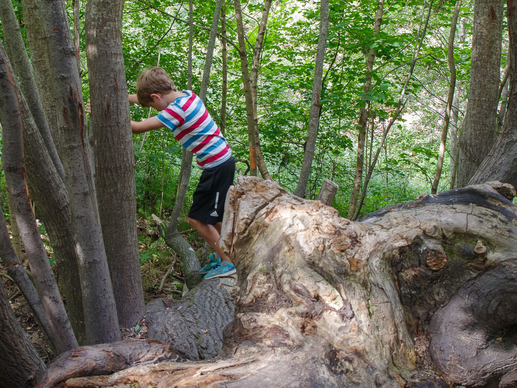 Pentax K-1 / 4 Pentax K-1   4