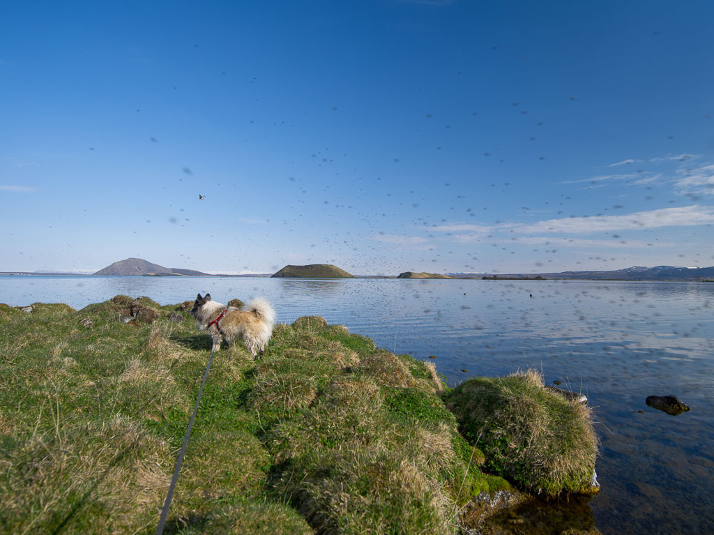 Pentax 645D / 18 Pentax 645D   18