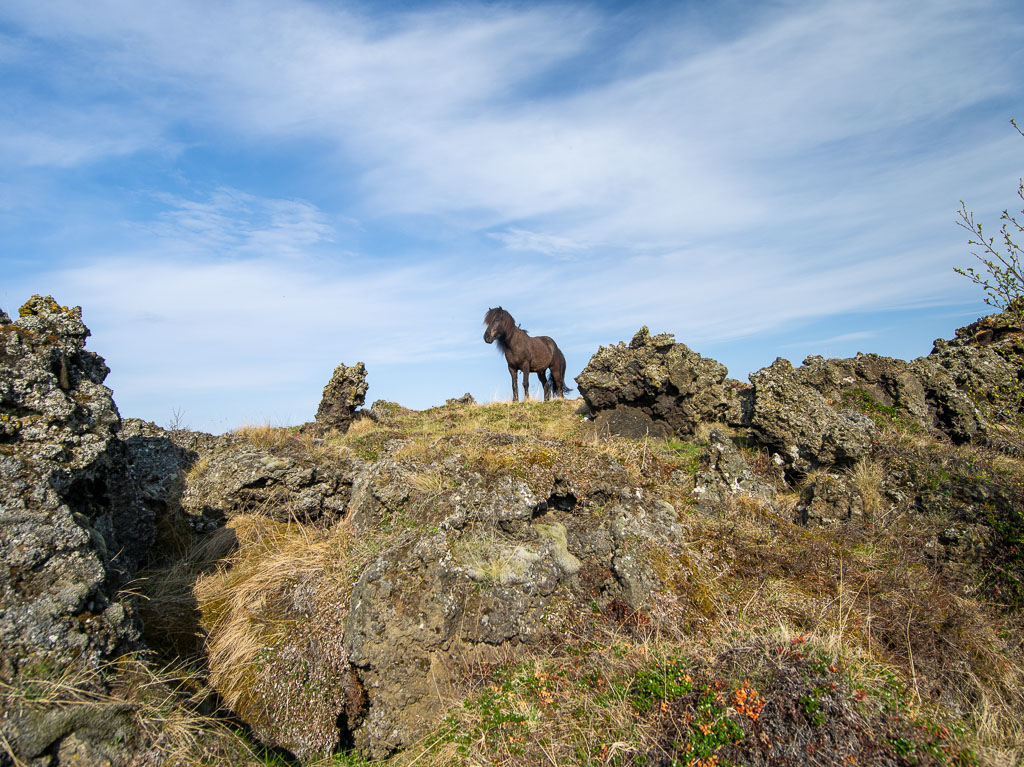 Pentax 645D / 18 Pentax 645D   18