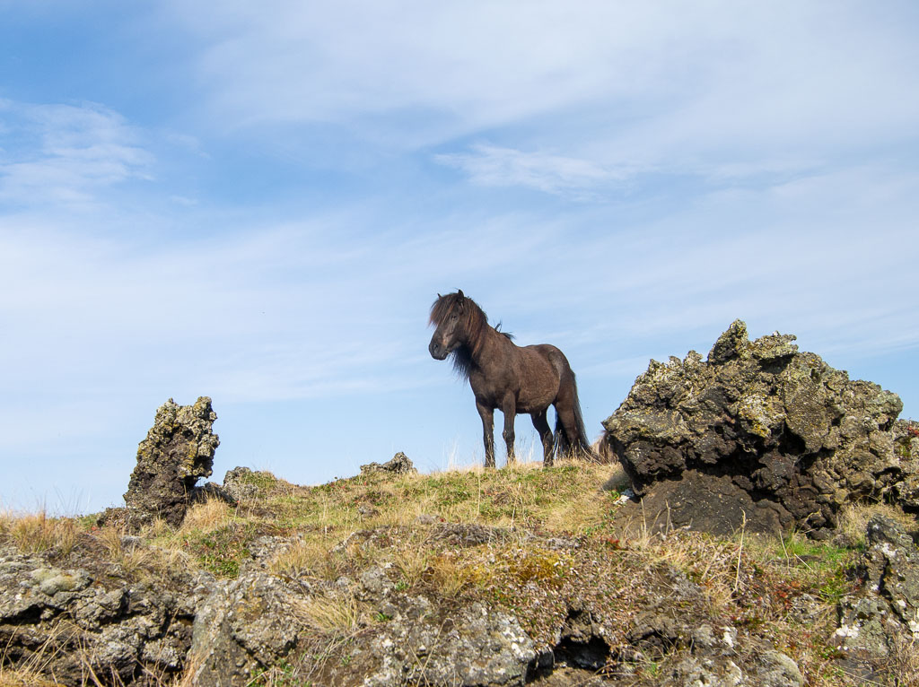 Pentax 645D / 18 Pentax 645D   18