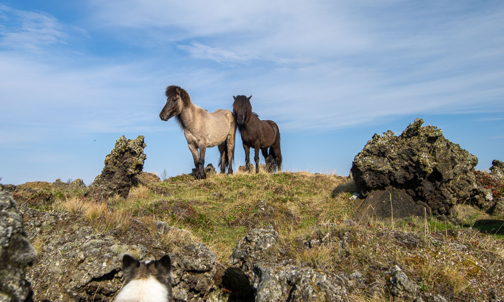 Pentax 645D / 18 Pentax 645D   18