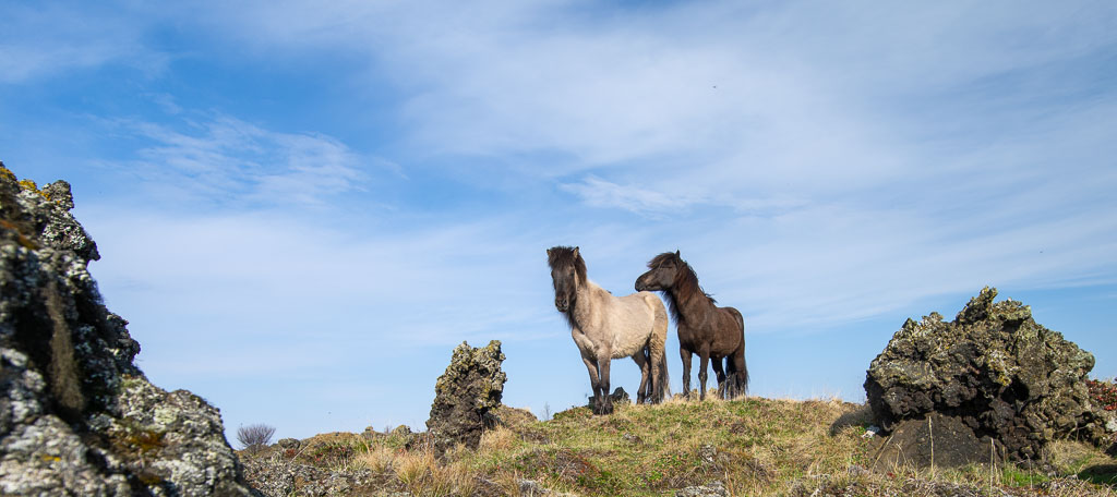 Pentax 645D / 18 Pentax 645D   18