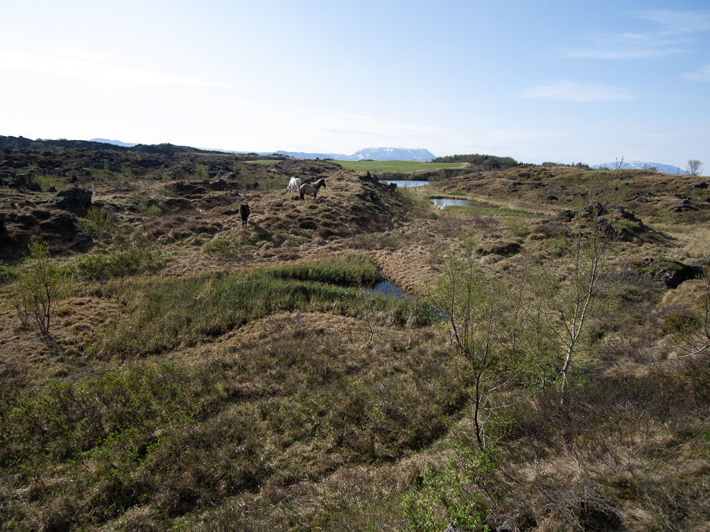 Pentax 645D / 18 Pentax 645D   18