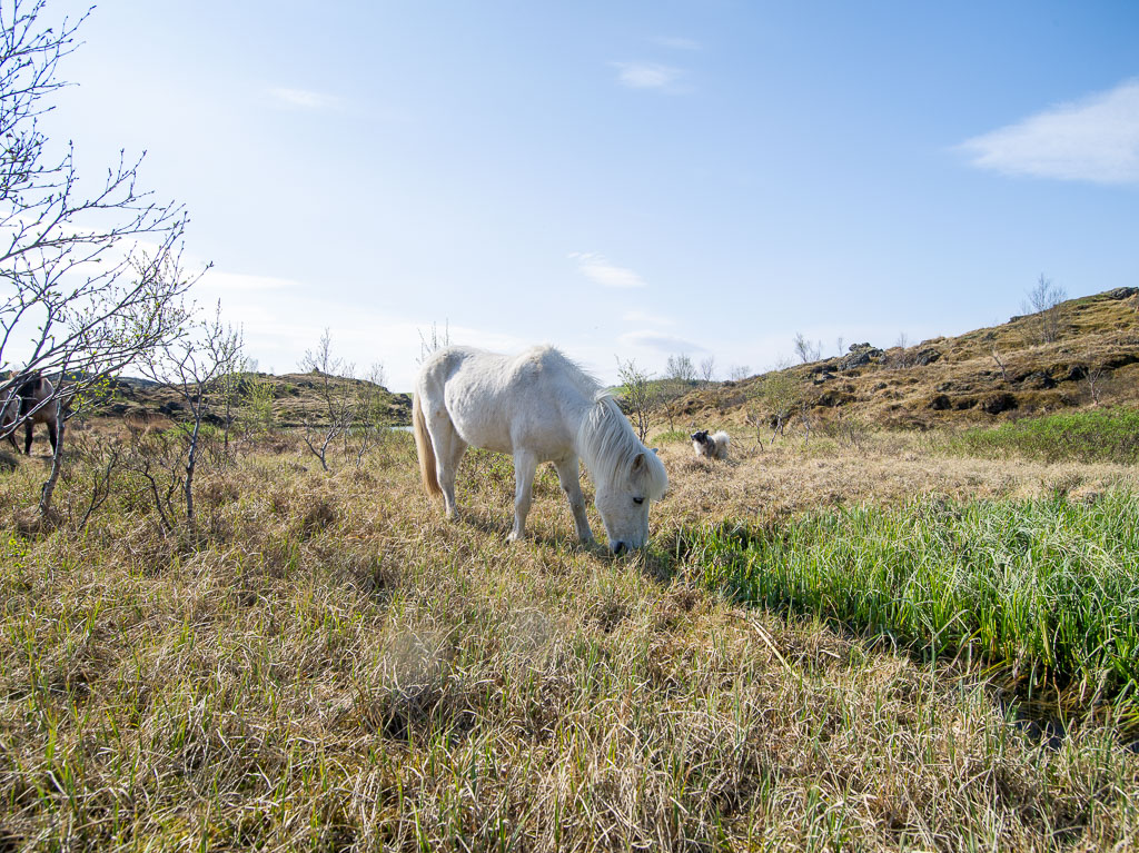 Pentax 645D / 18 Pentax 645D   18