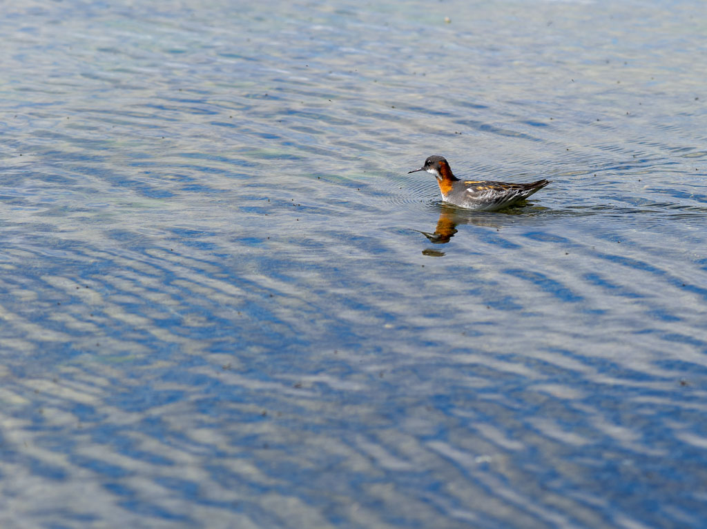 Pentax 645D / 31 Pentax 645D   31