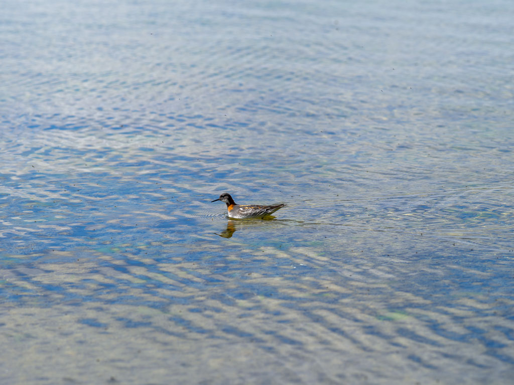 Pentax 645D / 31 Pentax 645D   31