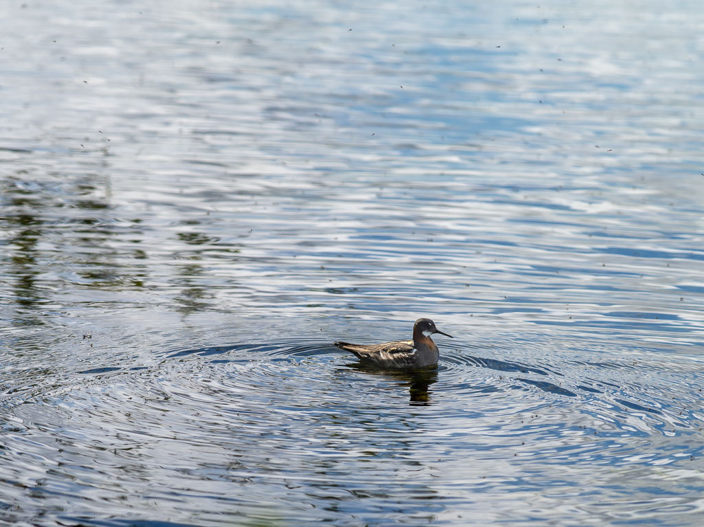 Pentax 645D / 31 Pentax 645D   31