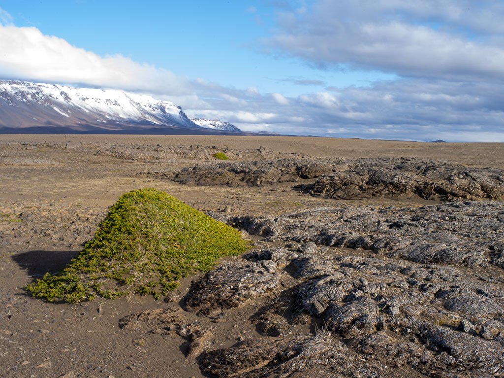 Pentax 645D / 31 Pentax 645D   31